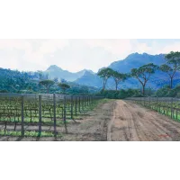 ac0218_-_winter_vines_groot_constantia