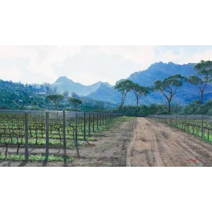 ac0218_-_winter_vines_groot_constantia